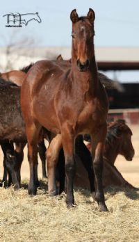Hancocks Red Hot's 2021 Bay Roan Colt - CONTRACT PENDING